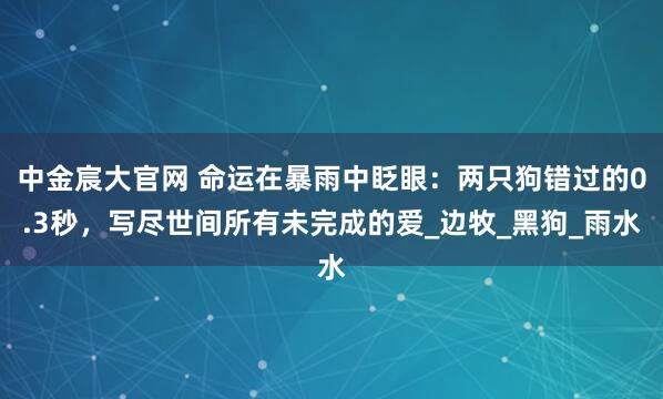 中金宸大官网 命运在暴雨中眨眼：两只狗错过的0.3秒，写尽世间所有未完成的爱_边牧_黑狗_雨水